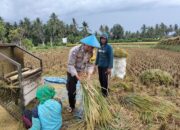 Polda NTB Aktif Beri Solusi, Jalin Silaturahmi dan Bantu Panen Padi