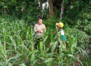 Inspiratif! Bhabinkamtibmas Lombok Barat Ajak Petani Wujudkan Swasembada Pangan