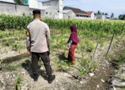 Sinergi Polri dan Petani, Lahan Kosong Jadi Lumbung Pangan di Labuapi