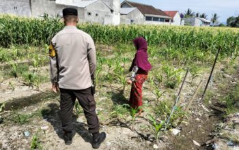 Sinergi Polri dan Petani, Lahan Kosong Jadi Lumbung Pangan di Labuapi