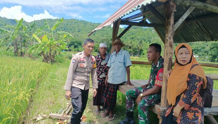 Bhabinkamtibmas Dukung Petani: Ketahanan Pangan Makin Kuat!