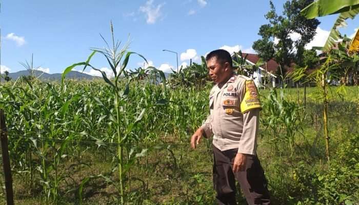 Polsek Kuripan Dorong Ketahanan Pangan, Warga Diajak Manfaatkan Pekarangan