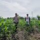 Bhabinkamtibmas Polsek Kilo Pantau Perkembangan Tanaman Jagung Warga