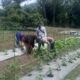 Sukses Pendampingan Kelompok Wanita Tani (KWT), Bhabinkamtibmas Bersama PPL Kembangkan Penanaman Sayur ke Masyarakat