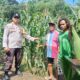 Bhabinkamtibmas Polsek Ambalawi Pantau Perkembangan Tanaman Jagung Milik Warga, Wujudkan Ketahanan Pangan