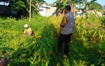 Bhabinkamtibmas Karang Bongkot Turun ke Sawah, Dukung Petani Maju!