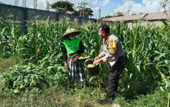 Bhabinkamtibmas Desa Bagik Polak Barat Ajak Petani Jagung Maju, Dukung Ketahanan Pangan