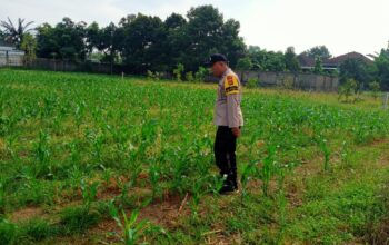 Dukung Ketahanan Pangan, Polsek Labuapi Sambangi Petani Jagung di Karang Bongkot