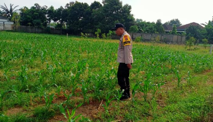 Polsek Labuapi Cek Lahan Jagung di Karang Bongkot, Petani Dapat Dukungan Penuh