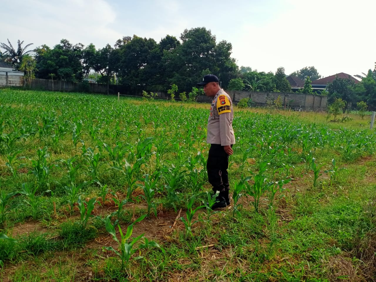 Dukung Ketahanan Pangan, Polsek Labuapi Sambangi Petani Jagung di Karang Bongkot