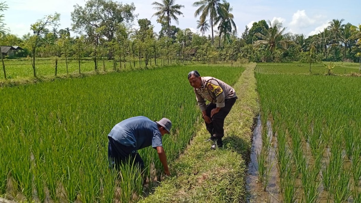 Lombok Barat, NTB – Kepolisian Resor (Polres) Lombok Barat menunjukkan komitmen kuat dalam mendukung program ketahanan pangan nasional. Hal ini dibuktikan dengan kegiatan aktif yang dilakukan oleh jajaran Bhabinkamtibmas di wilayah hukumnya, seperti yang terlihat di Desa Merembu, Kecamatan Labuapi. Pada hari Senin, 17 Maret 2025, Bhabinkamtibmas Desa Merembu, Aipda Sudarman, melaksanakan kunjungan ke warga masyarakat di Dusun Tangkeban. Kegiatan yang berlangsung sejak pukul 09.00 WITA ini bertujuan untuk mendorong masyarakat agar terus meningkatkan upaya dalam mewujudkan ketahanan pangan di tingkat rumah tangga dan desa. Kapolsek Labuapi, Polres Lombok Barat, Polda NTB, Ipda I Nyoman Rudi Santosa, menegaskan bahwa pihaknya sangat mendukung program pemerintah terkait swasembada pangan. Beliau menyampaikan apresiasi atas inisiatif Bhabinkamtibmas yang terjun langsung ke masyarakat untuk memberikan motivasi dan pendampingan. Dukungan Polri untuk Swasembada Pangan Nasional “Kami dari Polsek Labuapi sangat mendukung program ketahanan pangan yang dicanangkan oleh pemerintah,” ujar Ipda I Nyoman Rudi Santosa dalam keterangannya. “Kegiatan yang dilakukan oleh Bhabinkamtibmas Aipda Sudarman di Desa Merembu ini adalah salah satu wujud nyata dari dukungan tersebut. Kami berharap, dengan adanya dorongan ini, masyarakat semakin termotivasi untuk mengembangkan potensi di berbagai sektor.” Lebih lanjut, Kapolsek menjelaskan bahwa program ketahanan pangan ini mencakup berbagai bidang, mulai dari pertanian, peternakan, perikanan, hingga perkebunan. Pihaknya berharap, dengan diversifikasi usaha ini, masyarakat Desa Merembu dapat lebih mandiri dalam memenuhi kebutuhan pangan sehari-hari, sekaligus berkontribusi pada program swasembada pangan nasional. Bhabinkamtibmas Aktif Dorong Potensi Lokal Aipda Sudarman sendiri dalam kunjungannya berinteraksi langsung dengan para petani, peternak, dan warga lainnya. Ia memberikan semangat dan informasi terkait berbagai teknik dan inovasi yang dapat diterapkan untuk meningkatkan hasil produksi. Selain itu, ia juga menyampaikan pentingnya menjaga keamanan dan ketertiban di lingkungan desa agar program ketahanan pangan dapat berjalan dengan lancar. “Kami terus berupaya untuk hadir di tengah masyarakat, tidak hanya dalam menjaga keamanan tetapi juga dalam mendukung program-program positif seperti ketahanan pangan ini,” kata Aipda Sudarman. “Kami melihat potensi yang besar di Desa Merembu ini, dan kami yakin dengan kerja keras dan dukungan bersama, masyarakat dapat mencapai kemandirian pangan yang lebih baik.” Kondisi Desa Merembu Terpantau Aman dan Kondusif Dalam kesempatan yang sama, Kapolsek Labuapi juga menyampaikan kabar baik terkait kondisi keamanan di Desa Merembu. Beliau memastikan bahwa hingga saat ini, wilayah binaan Aipda Sudarman tersebut terpantau aman dan kondusif. Hal ini tentu menjadi modal penting dalam pelaksanaan berbagai program pembangunan, termasuk program ketahanan pangan. “Kami bersyukur bahwa situasi keamanan di Desa Merembu tetap terjaga dengan baik,” ungkap Ipda I Nyoman Rudi Santosa. “Ini adalah hasil dari sinergi antara pihak kepolisian, perangkat desa, dan seluruh elemen masyarakat. Kami akan terus berupaya untuk mempertahankan kondisi yang kondusif ini agar masyarakat dapat beraktivitas dengan tenang dan fokus dalam meningkatkan kesejahteraannya.” Kegiatan Bhabinkamtibmas di Desa Merembu ini merupakan contoh konkret dari peran aktif kepolisian dalam mendukung program-program pemerintah yang bertujuan untuk meningkatkan kesejahteraan masyarakat. Diharapkan, langkah ini dapat menginspirasi wilayah lain untuk melakukan hal serupa demi terwujudnya ketahanan pangan yang kuat di seluruh Indonesia. Dukungan dari berbagai pihak, termasuk kepolisian, menjadi kunci keberhasilan program strategis nasional ini.