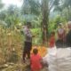 Bhabinkamtibmas di Sekotong Dampingi Petani Panen Jagung, Dukung Ketahanan Pangan