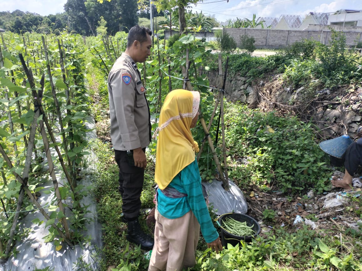 Sinergi Polri dan Petani, Bhabinkamtibmas Dorong Optimalisasi Lahan