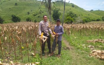 Bhabinkamtibmas Hadir di Ladang Jagung, Petani Merasa Didukung