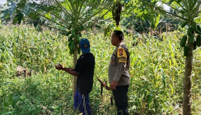 Motivasi Petani! Bhabinkamtibmas Labuapi Turun ke Lapangan