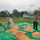 Bhabinkamtibmas Polsek Hu’u Pantau Panen Raya Jagung di Desa Cempi Jaya