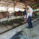 Pemantauan Peternakan Sapi di Kandai Dua, Dorong Ketahanan Pangan Menuju Indonesia Emas 2045