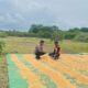 Pantau dan Bantu Petani di Wilayah Binaan Bhabinkamtibmas Polsek Tambora Dukung Penuh Program Prioritas Presiden RI