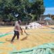 Bhabinkamtibmas Desa Adu Dampingi Warga Jemur Jagung, Dukung Program Ketahanan Pangan Menuju Indonesia Emas