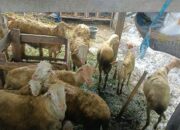 Polri Aktif di Tengah Masyarakat: Kunjungan DDS Dukung Ketahanan Pangan Warga
