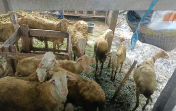 Polri Aktif di Tengah Masyarakat: Kunjungan DDS Dukung Ketahanan Pangan Warga
