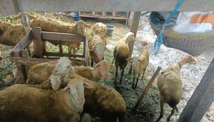 Sinergi Polri dan Warga Desa Beleka: Wujudkan Ketahanan Pangan dan Keamanan Sosial