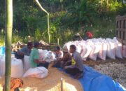 Dukungan Polri Terhadap Petani: Bhabinkamtibmas Monitoring Panen Jagung di Lombok Barat