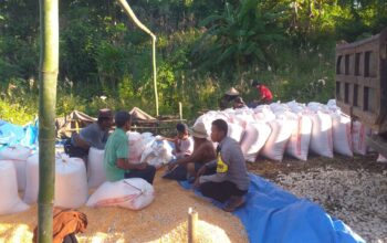 Dukungan Polri Terhadap Petani: Bhabinkamtibmas Monitoring Panen Jagung di Lombok Barat