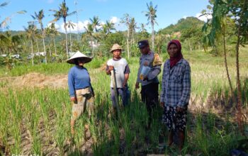 Bhabinkamtibmas Desa Giri Tembesi Berikan Motivasi dan Saran Pertanian kepada Petani