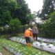 Polri Dorong Ketahanan Pangan Lewat Pemanfaatan Lahan Produktif di Desa Jagaraga