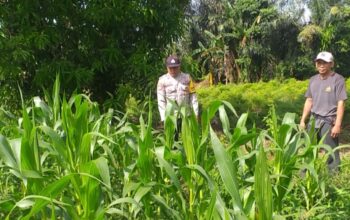 Bhabinkamtibmas Jagaraga dan Petugas PPL Cek Langsung Kondisi Pertanian Jagung di Kuripan