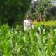 Bhabinkamtibmas Jagaraga dan Petugas PPL Cek Langsung Kondisi Pertanian Jagung di Kuripan