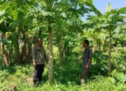 Optimalisasi Lahan Kosong untuk Ketahanan Pangan Lokal