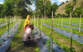 DDS Bhabinkamtibmas Dorong Produksi Cabai dan Keamanan Desa
