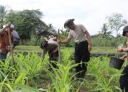 Polres Lombok Tengah Dukung Ketahanan Pangan Nasional: Bantu Petani Pupuk Lahan Jagung.