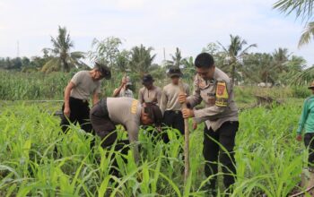 Polres Loteng Tinjau Lahan Jagung Warga, Perkuat Ketahanan Pangan Dukung Asta Cita Presiden RI