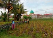 Pemanfaatan Lahan Kosong untuk Ketahanan Pangan di Lombok Barat