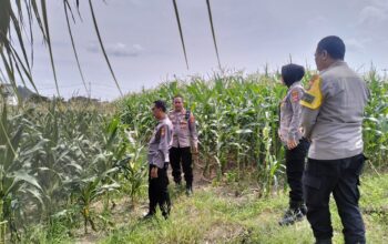 Polres Lombok Barat Tinjau Lokasi Panen Raya Jagung, Persiapan Jelang 2 Juni