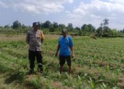 Polsek Gerung Dorong Ketahanan Pangan Lewat Silaturahmi dan DDS di Desa Beleka