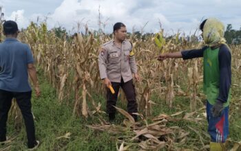 Polri Terjun ke Sawah: Dukungan Nyata untuk Petani Jagung Lombok Barat