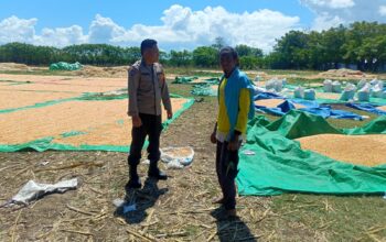 Dukung Ketahanan Pangan Nasional, Bhabinkamtibmas Desa Marada Pantau Langsung Proses Penjemuran Jagung Milik Warga