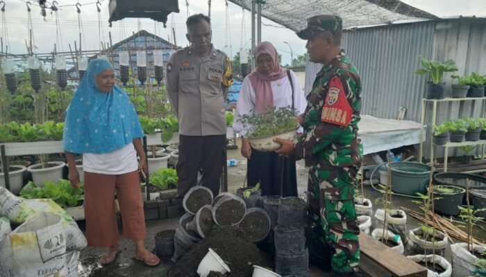 Perkuat Peran Perempuan, Kasi Sosial, Babinsa dan Bhabinkamtibmas Tinjau KWT Cendrawasih