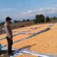 Dampingi dan Bantu Jemur Jagung Warga, Langkah Bhabinkamtibmas Polsek Donggo Sukseskan Program Ketahanan Pangan Nasional