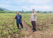 Sukses Panen Jagung, Bhabinkamtibmas Desa Sekongkang Bawah Motivasi Petani pada Musim Tanam II, Wujudkan Program Asta Cita