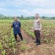 Sukses Panen Jagung, Bhabinkamtibmas Desa Sekongkang Bawah Motivasi Petani pada Musim Tanam II, Wujudkan Program Asta Cita