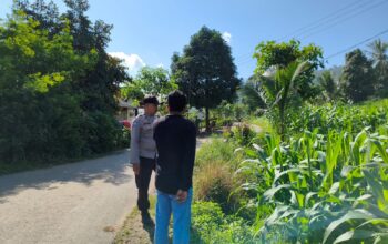 Bhabinkamtibmas Dampingi Petani Jagung di Mareje Timur, Lembar
