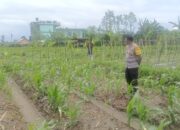 Bhabinkamtibmas Desa Beleka Dorong Ketahanan Pangan Lewat Silaturahmi Petani