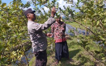 Bhabinkamtibmas Gapuk Dukung Petani Jambu Kristal di Gerung