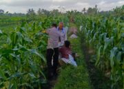 Bhabinkamtibmas Kuripan Utara Dukung Ketahanan Pangan Lokal