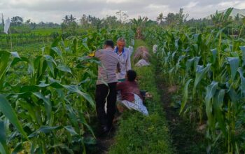 Bhabinkamtibmas Kuripan Utara Dukung Ketahanan Pangan Lokal